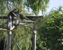 Snoeien wilg snoeien