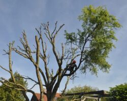 Snoeien volledig kortzetten wilg