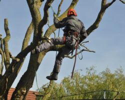 Snoeien Snoeien bomen