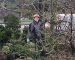 kappen Snoeiwerk met gebruik klimgordel