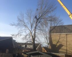 kappen Kappen boom met inzet telekraan