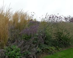 Beplanting najaarsborder met siergrassen en paarstinten